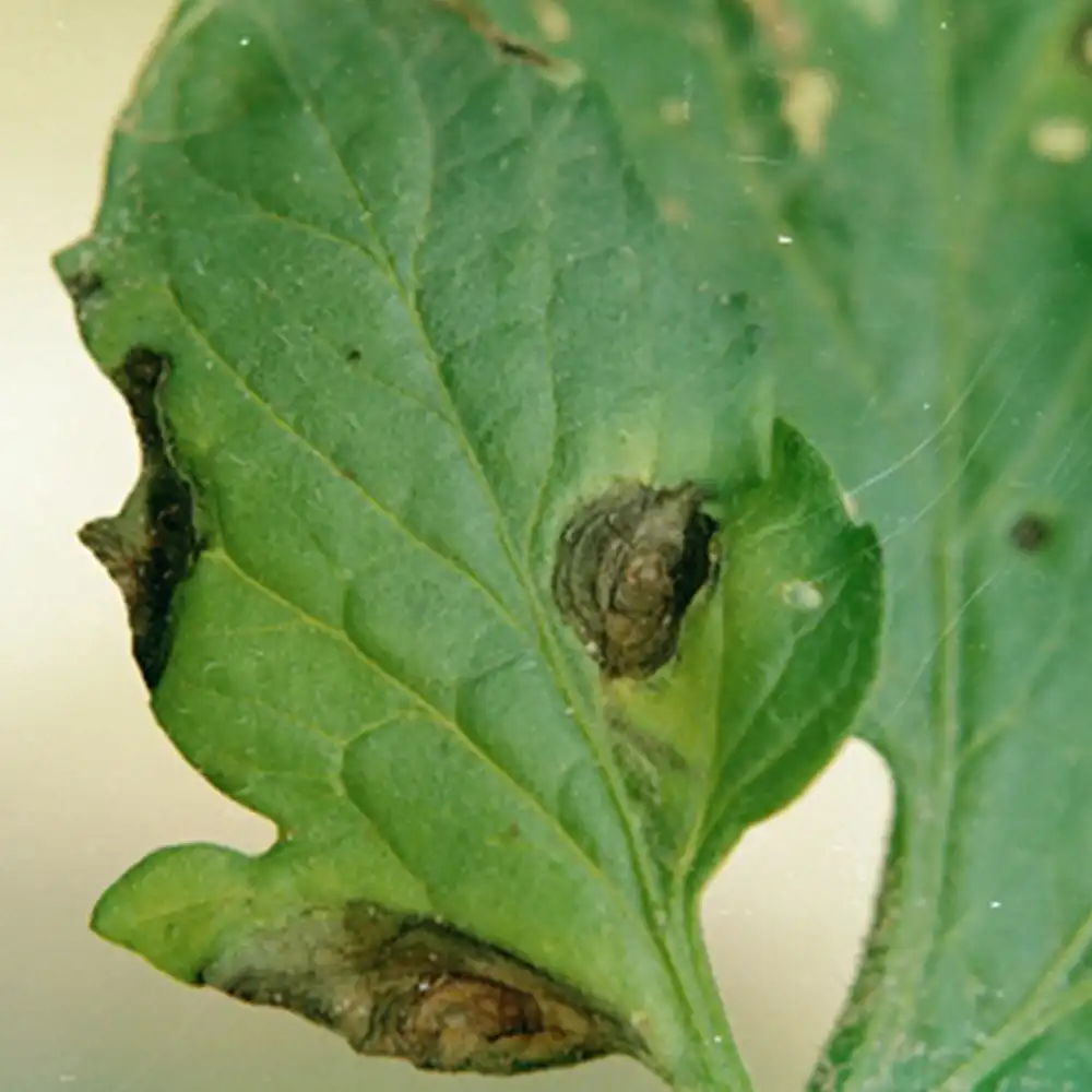 Parthenium Hysterophorus - Cropnosys India