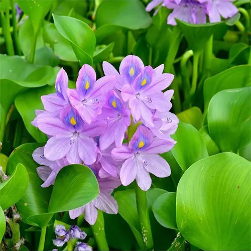 Eichhornia Crassipes - Cropnosys India