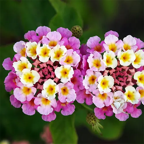 Lantana Camara - Cropnosys India