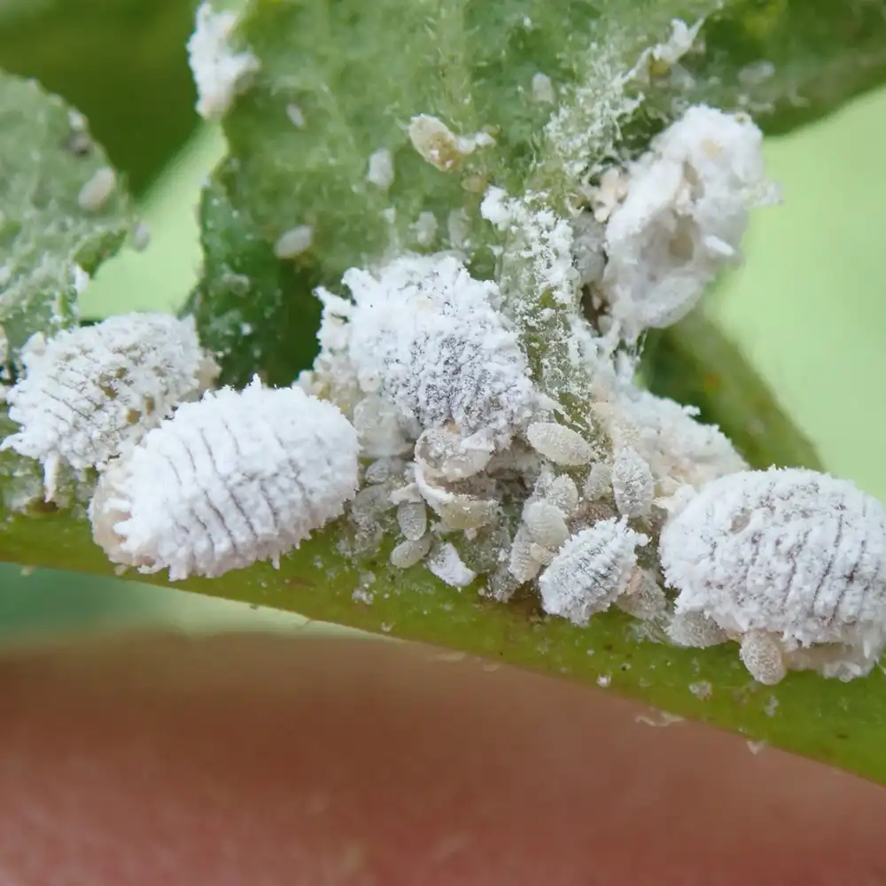 Lantana Camara - Cropnosys India