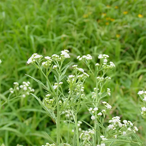 Parthenium Hysterophorus - Cropnosys India