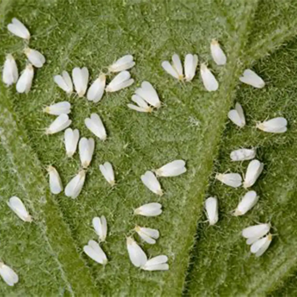 Eichhornia Crassipes - Cropnosys India